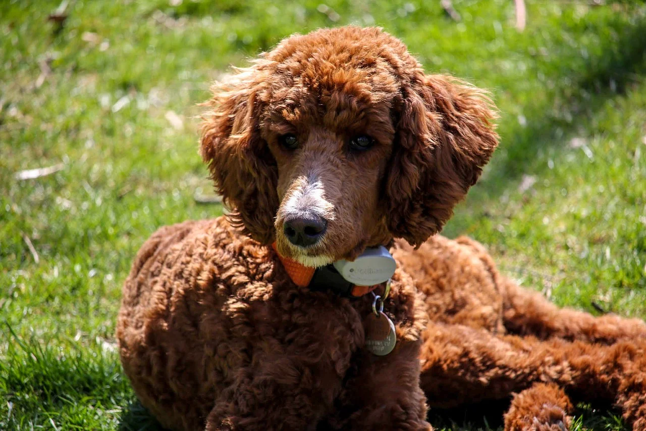 トイプードルの種類は？大きさや体重ごとの特徴を紹介します！ | ペットショップ 犬の家&猫の里 | 子犬だけでなく子猫の情報もたくさん